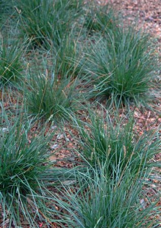 SESLERIA nitida 